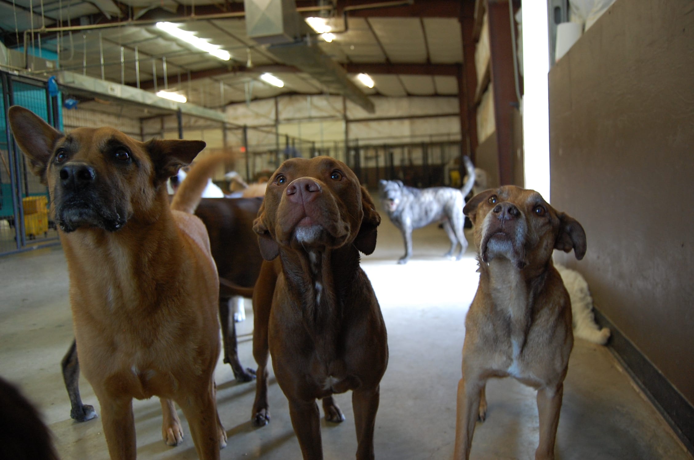 Dog Daycare and Boarding Services Hip Hounds Round Rock, TX