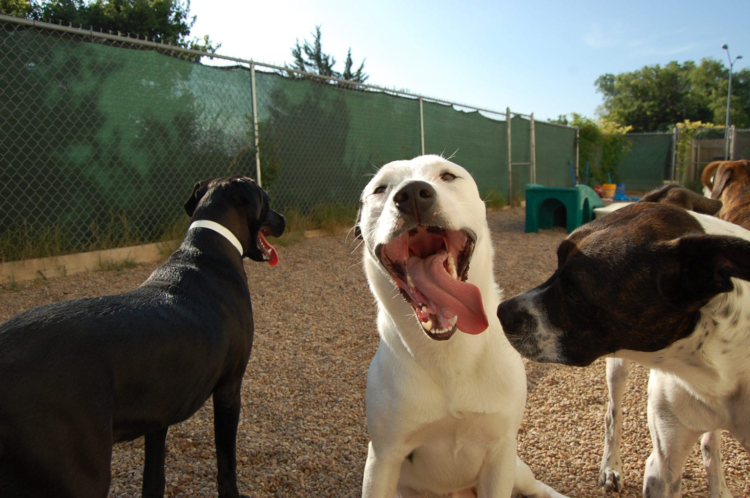 Dog Daycare Round Rock, Pflugerville & Austin Metro Hip Hounds