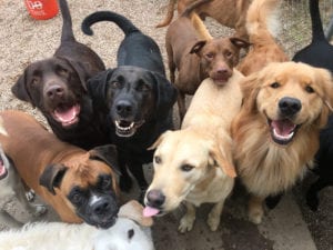 Photo of dogs at Hip Hounds dog boarding