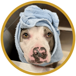 grooming towel dog
