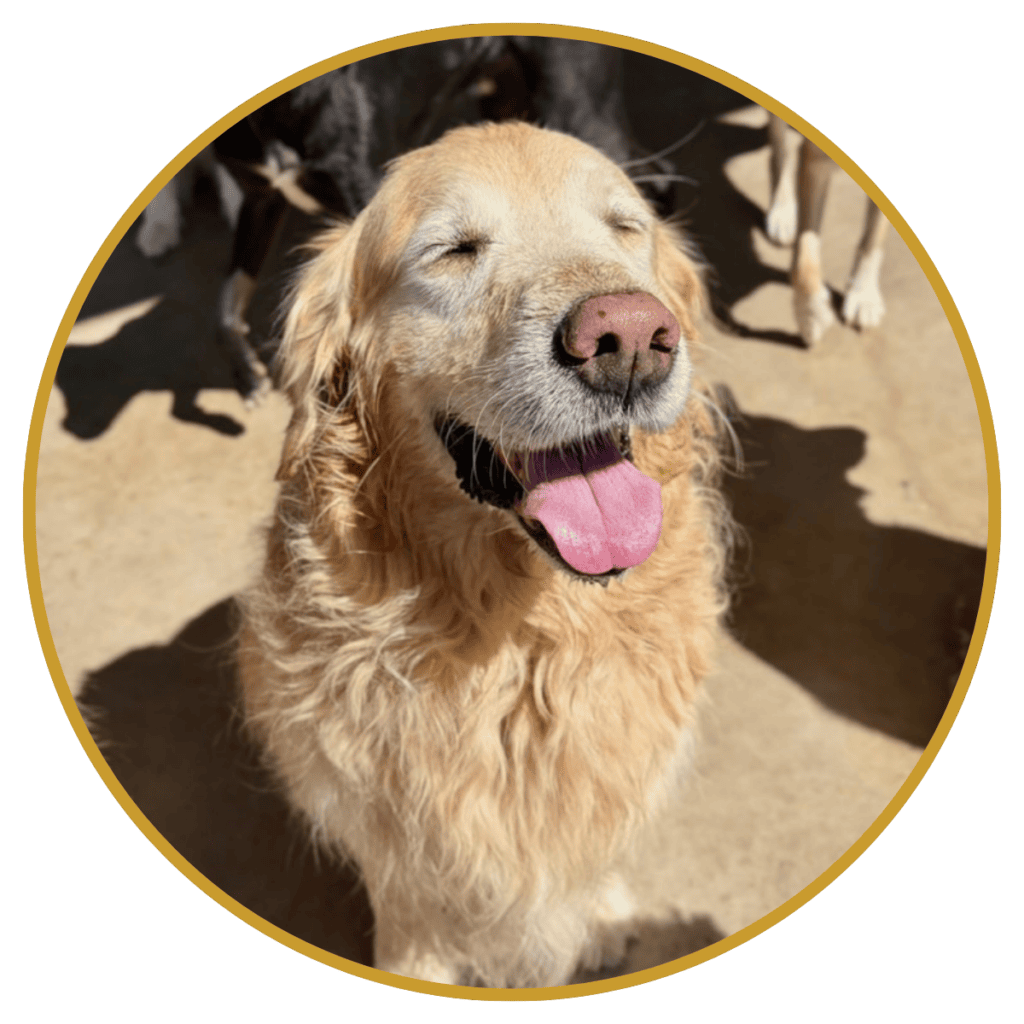 smiling golden retriever