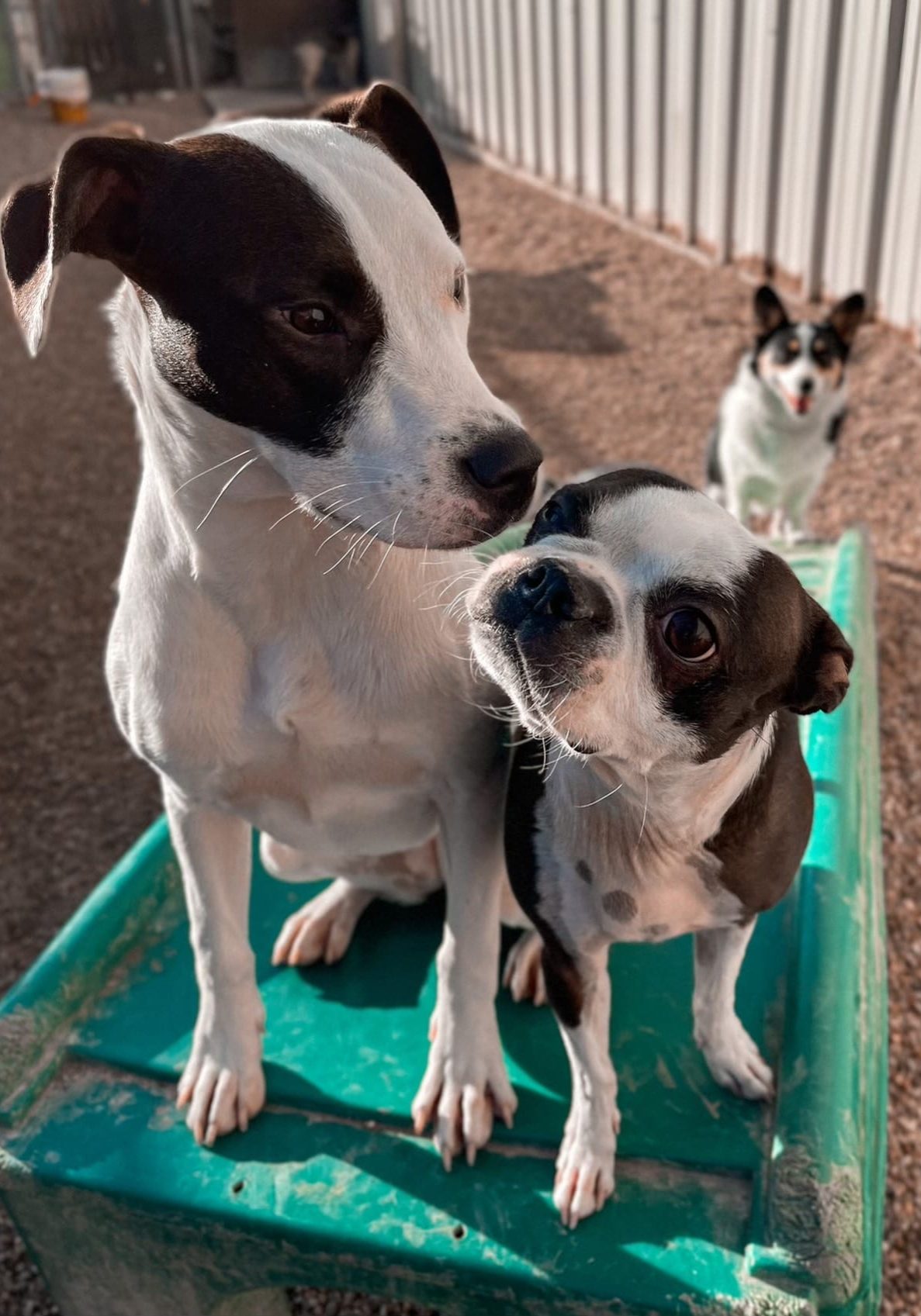 Dog Boarding Round Rock, Pflugerville & Austin Metro Hip Hounds